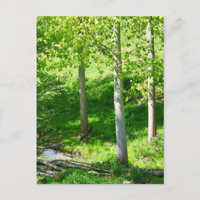 Carte postale du feuillage de printemps (Devant)