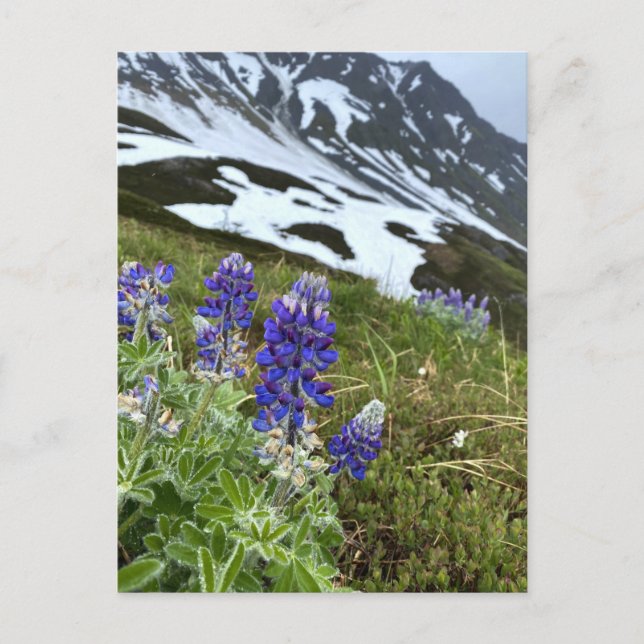 Carte postale du Fleur sauvage du glacier de l'Ala (Devant)