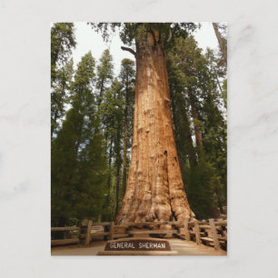 Carte postale du général Sherman Giant Sequoia