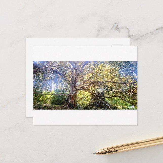 Carte postale du Grand Feuillus (Devant/Arrière en situation)