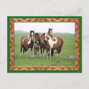 Carte Postale Du Groupe De Chevaux Appaloosa