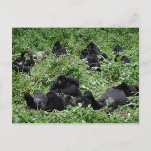 Carte postale du groupe de gorilles de montagne