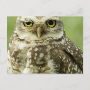 Carte postale du hibou d'alerte