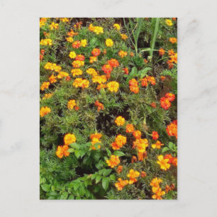 Carte postale du jardin botanique vintage moderne