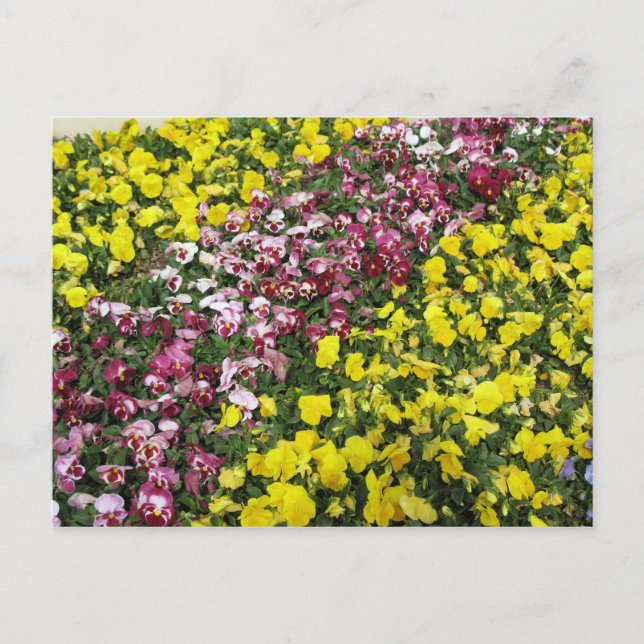 Carte postale du jardin coloré (Devant)