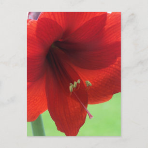 Carte postale du jardin de la nature de Red Amaryl