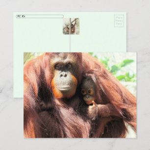 Carte postale du jour de l'Orangoutan