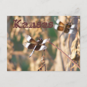 Carte postale du Kansas : libellules