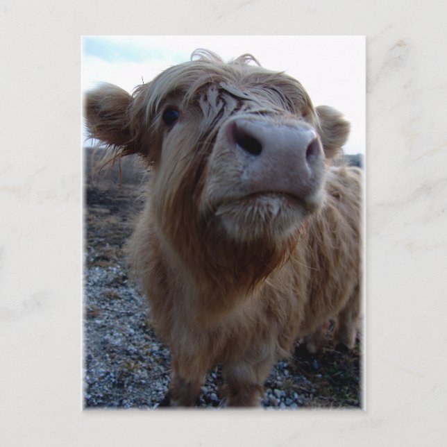 Carte Postale du lait ? ! (Devant)