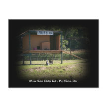 Carte postale du lémurien du parc faunique African