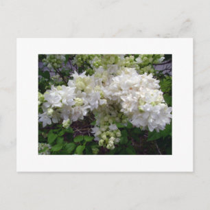 Carte postale du lilas blanc