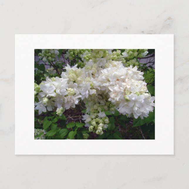 Carte postale du lilas blanc (Devant)