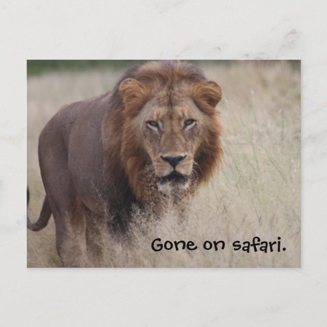 Carte postale du lion (Devant)