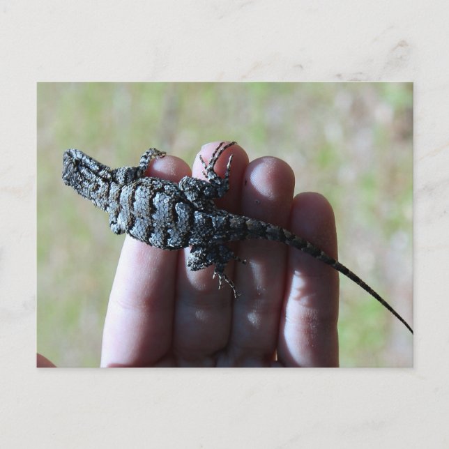 Carte postale du Lizard de clôture sud (Devant)