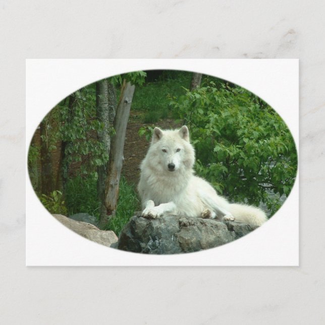 Carte postale du loup arctique (Devant)