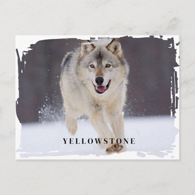 Carte postale du loup de Yellowstone (Devant)