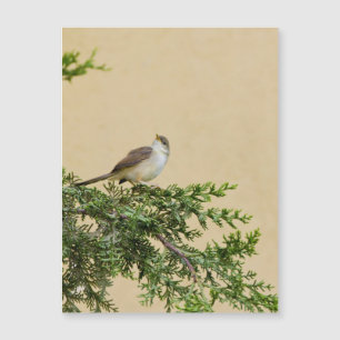 Carte postale du moineau