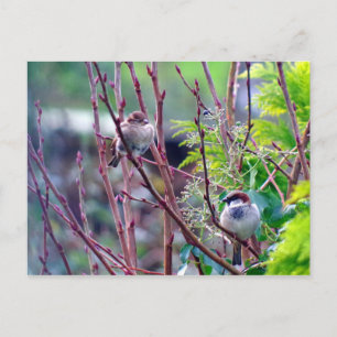 Carte postale du moineau de la maison