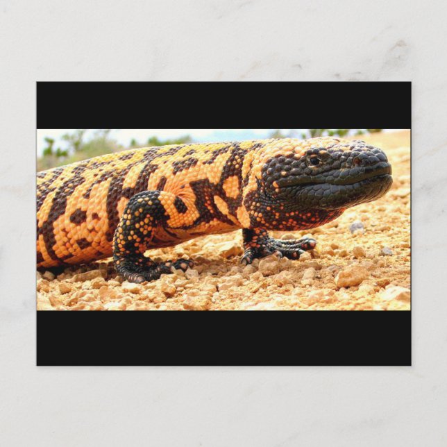 Carte postale du monstre Gila (Devant)