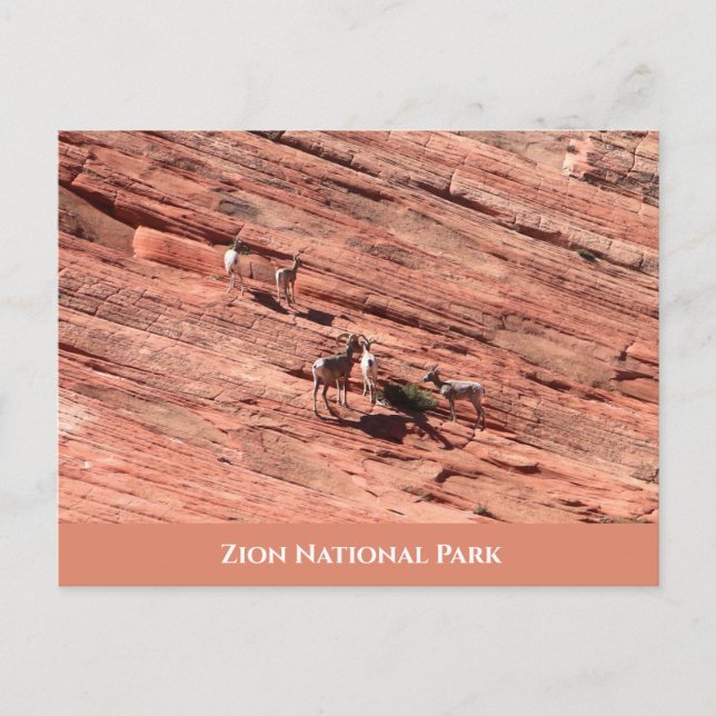 Carte postale du mouton de Zion Bighorn (Devant)