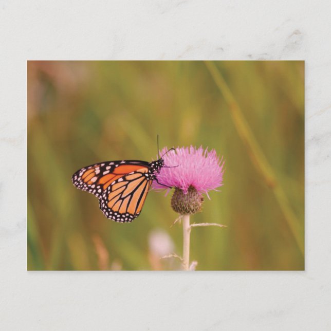 Carte postale du papillon monarque (Devant)
