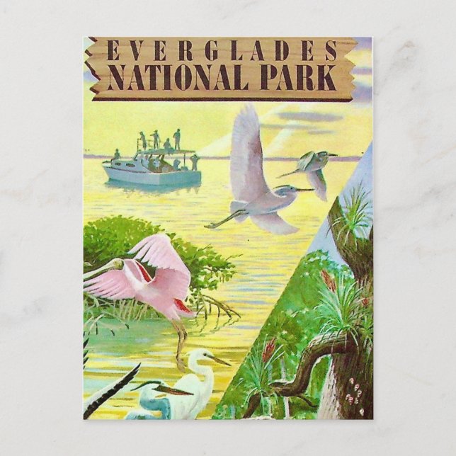 Carte postale du Parc national des Everglades (Devant)