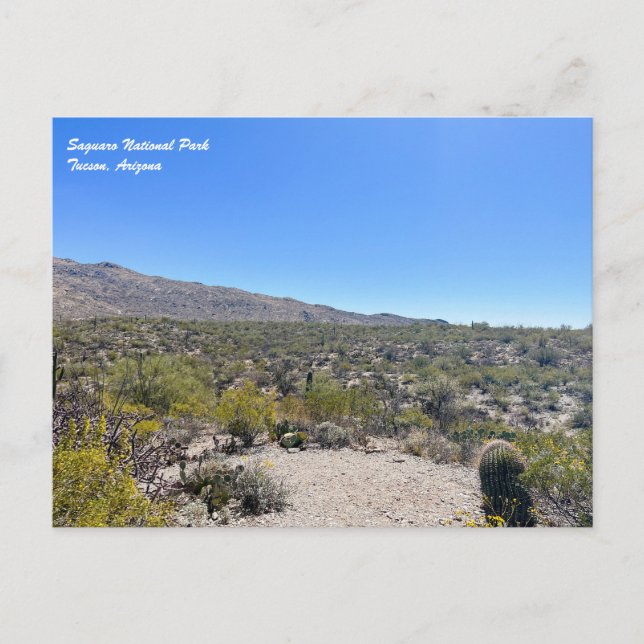 Carte postale du parc national du Saguaro (Devant)