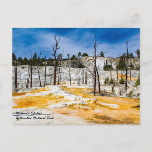 Carte postale du parc national Mammoth Springs Yel
