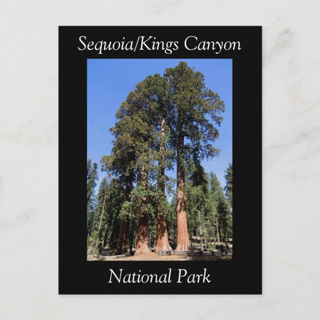 Carte postale du parc national Sequoia Kings Canyo (Devant)