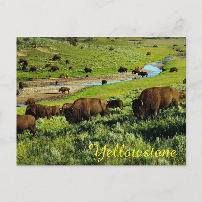 Carte postale du parc national Yellowstone (Devant)