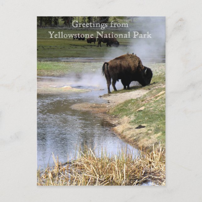 Carte postale du parc national Yellowstone (Devant)