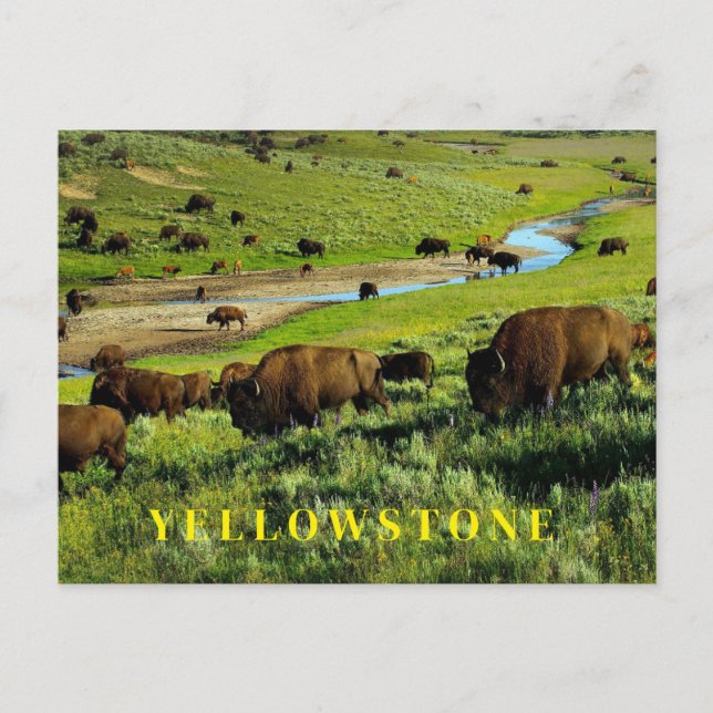 Carte postale du parc national Yellowstone (Devant)