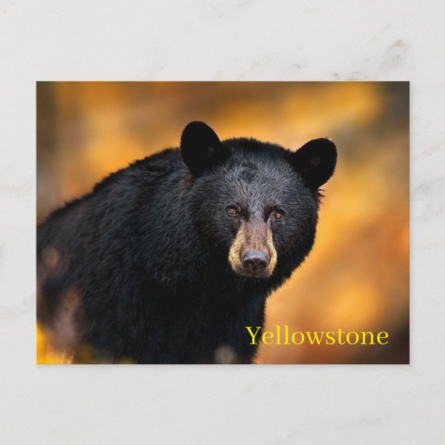 Carte postale du parc national Yellowstone (Devant)