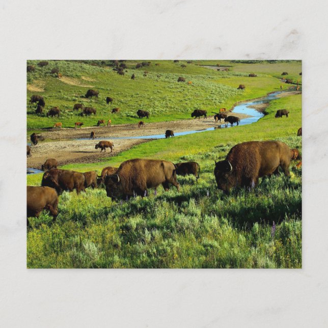 Carte postale du parc national Yellowstone (Devant)