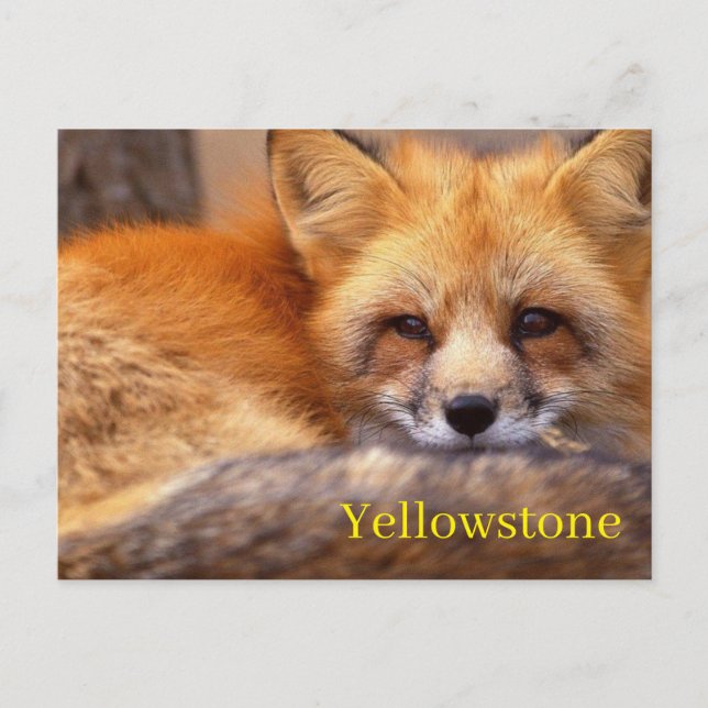 Carte postale du parc national Yellowstone (Devant)