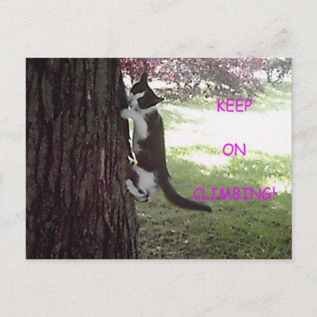 Carte postale du petit chaton dans le grand arbre (Devant)