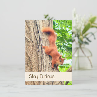 Carte postale du petit écureuil rouge curieux