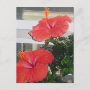 Carte postale du Plante Hibiscus House