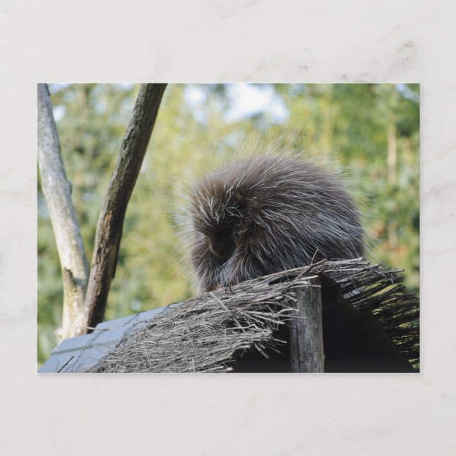 Carte postale du porc-épic dormant (Devant)