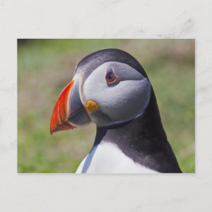 Carte postale du portrait de macareux
