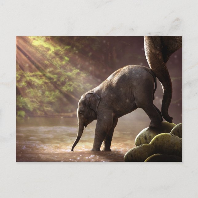 Carte postale du premier bain de Baby Elephant (Devant)