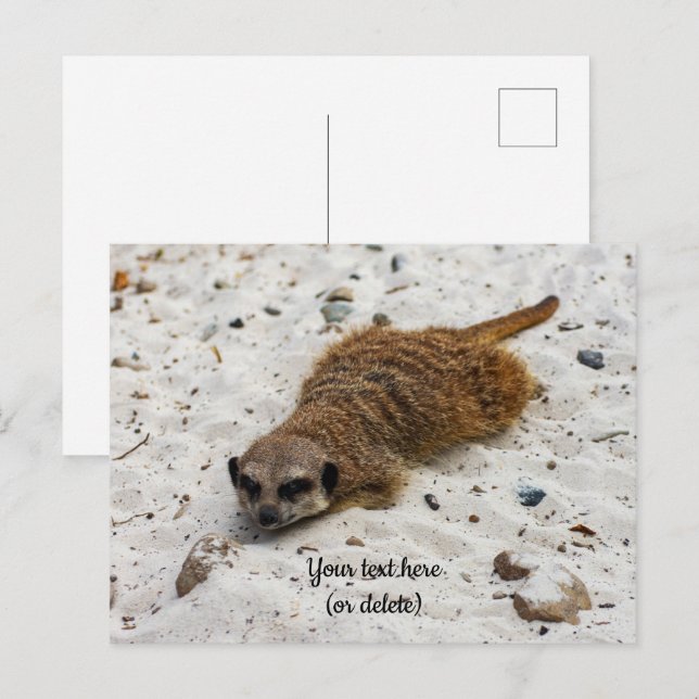 Carte postale du suricate décontracté (Devant / Derrière)