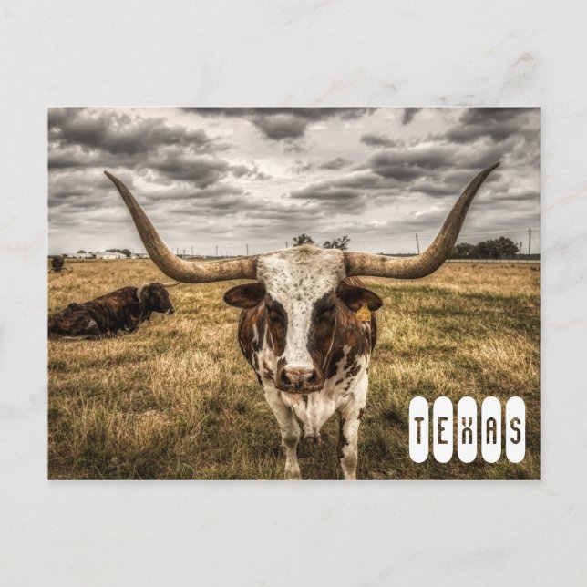 Carte postale du Texas Longhorn (Devant)