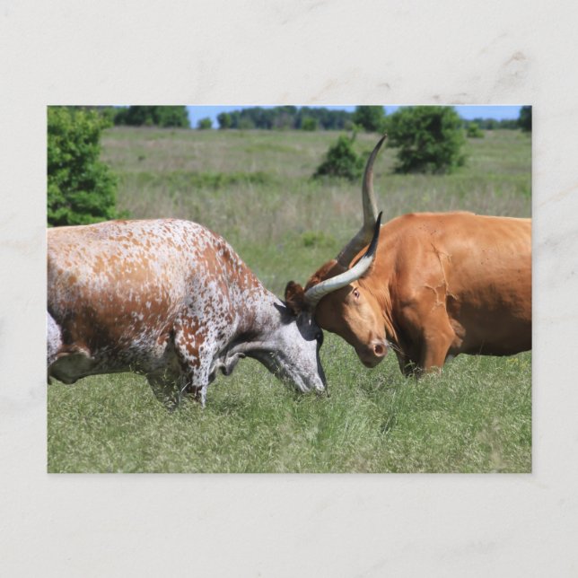 Carte postale du Texas Longhorn Cow Fight (Devant)