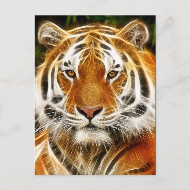 Carte postale du tigre (Devant)
