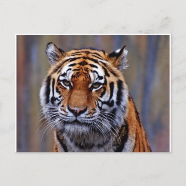 Carte postale du Tigre du Bengale (Devant)