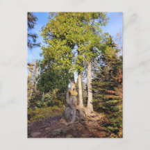 Carte postale du Trône de cèdre Tettegouche Minnes