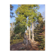 Carte postale du Trône de cèdre Tettegouche Minnes