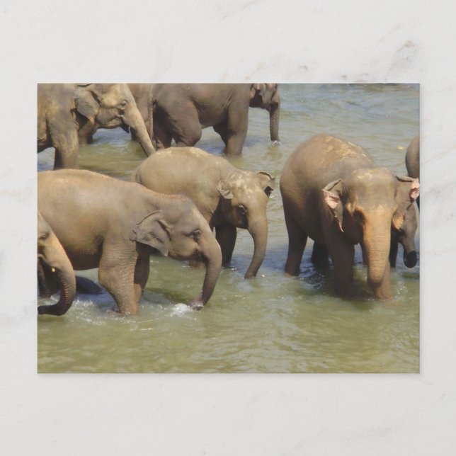 Carte postale du troupeau d'éléphants (Devant)