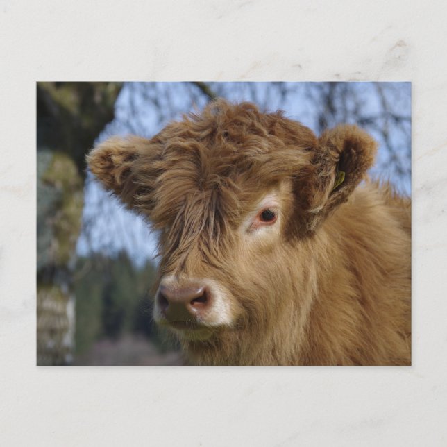 Carte postale du veau Highland (Devant)
